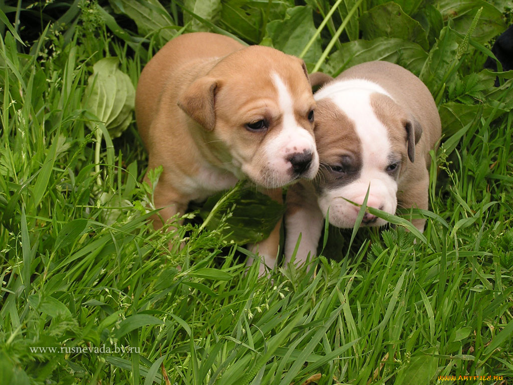 scharik, животные, собаки