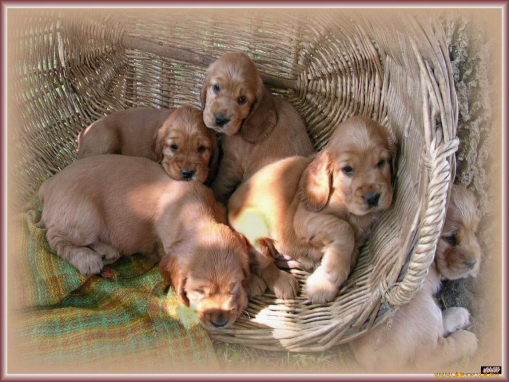 schenki, животные, собаки