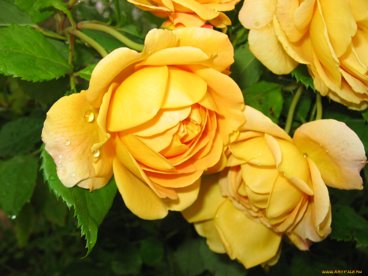 роза, цветы, розы