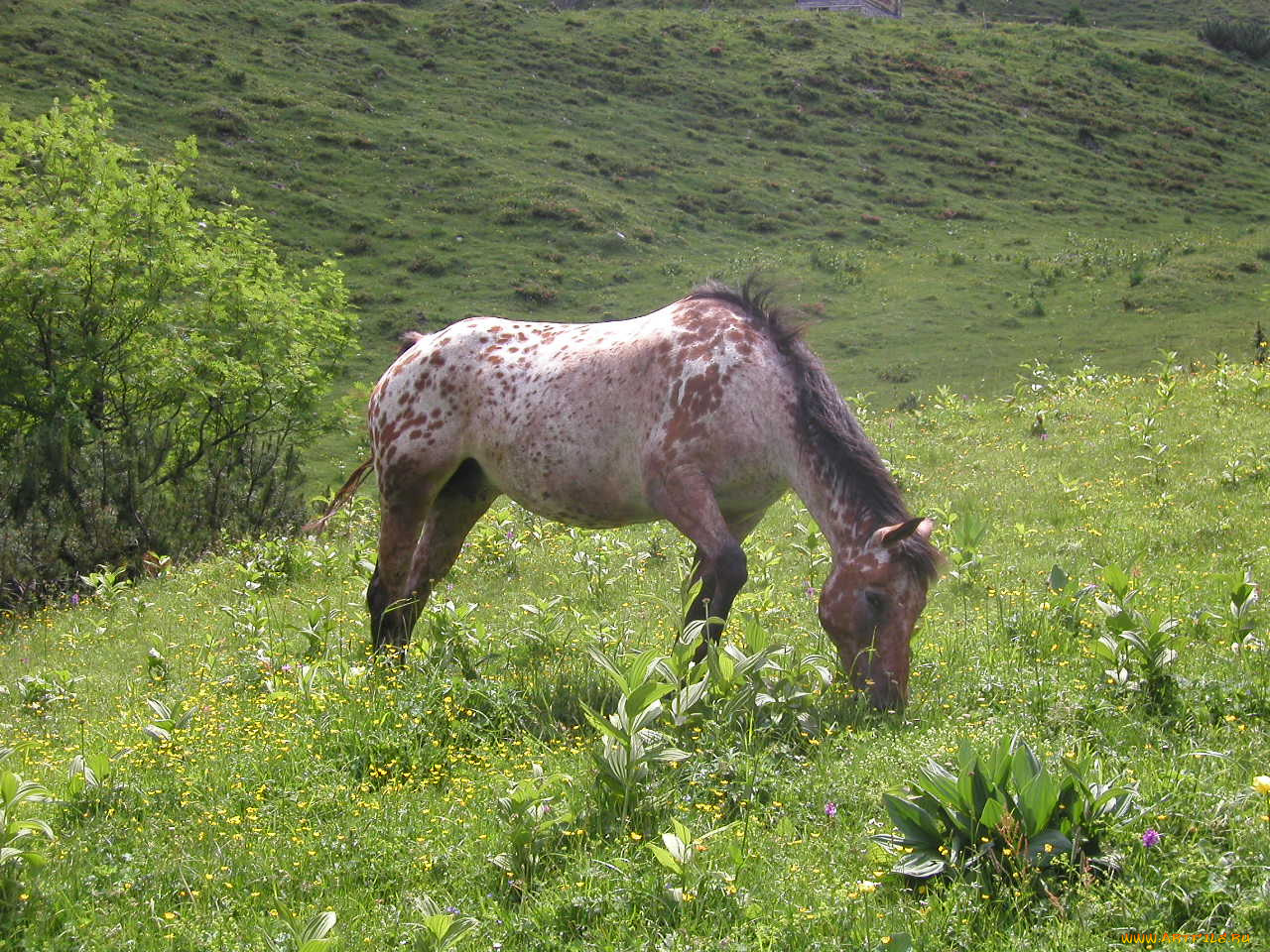 животные, лошади