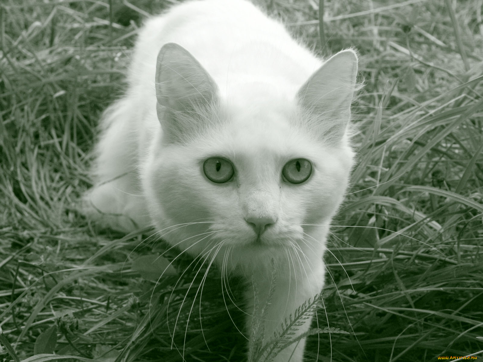 животные, коты