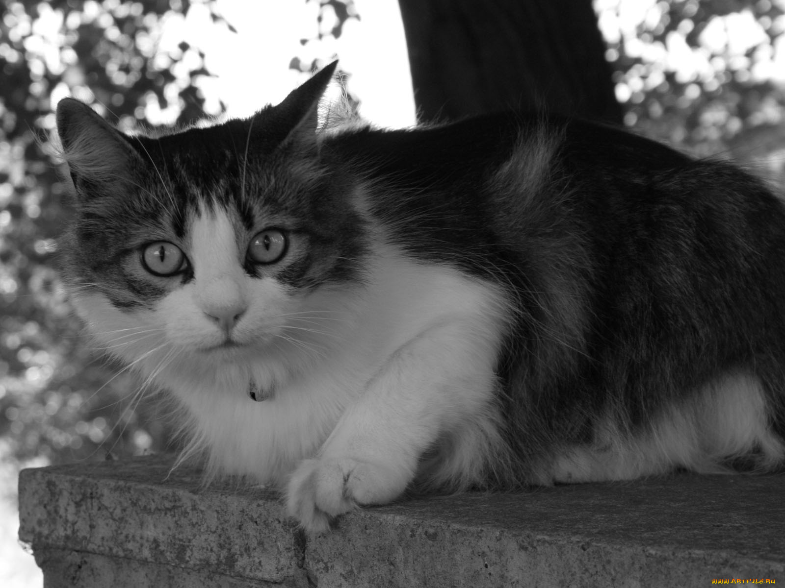 животные, коты