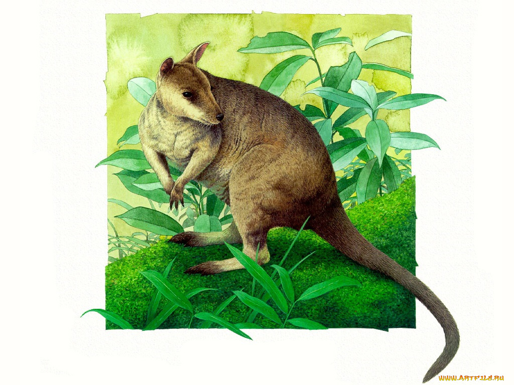 рисованные, животные, кенгуру