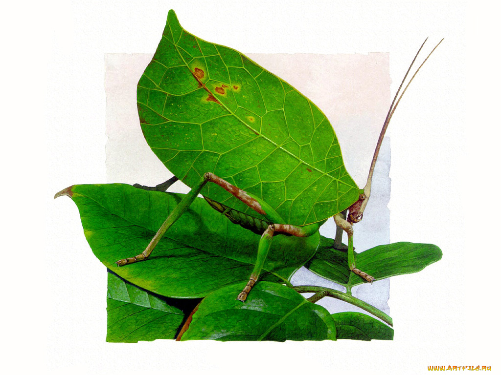 рисованные, животные, насекомые