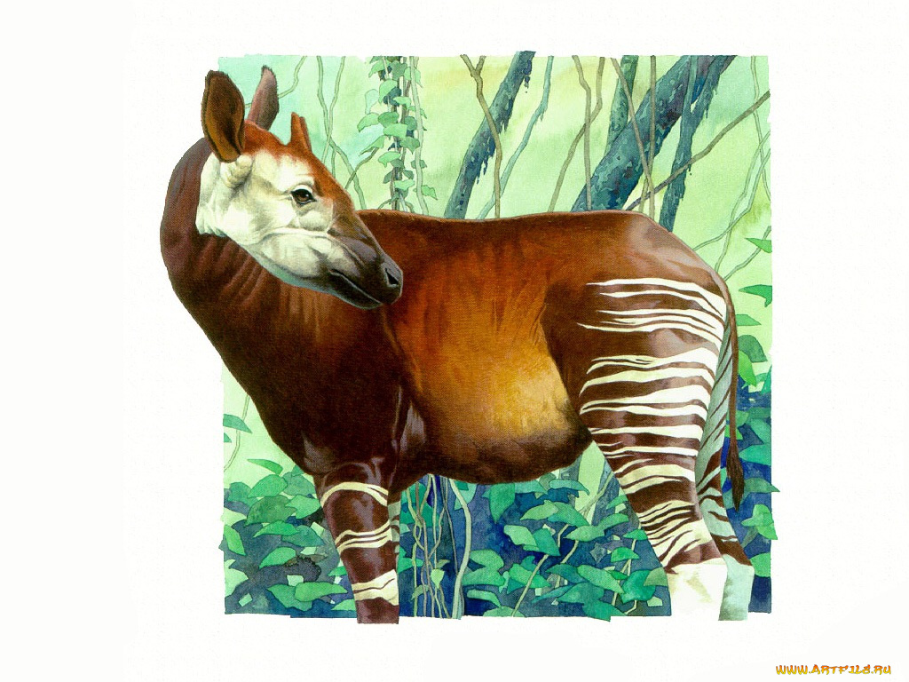 рисованные, животные, окапи