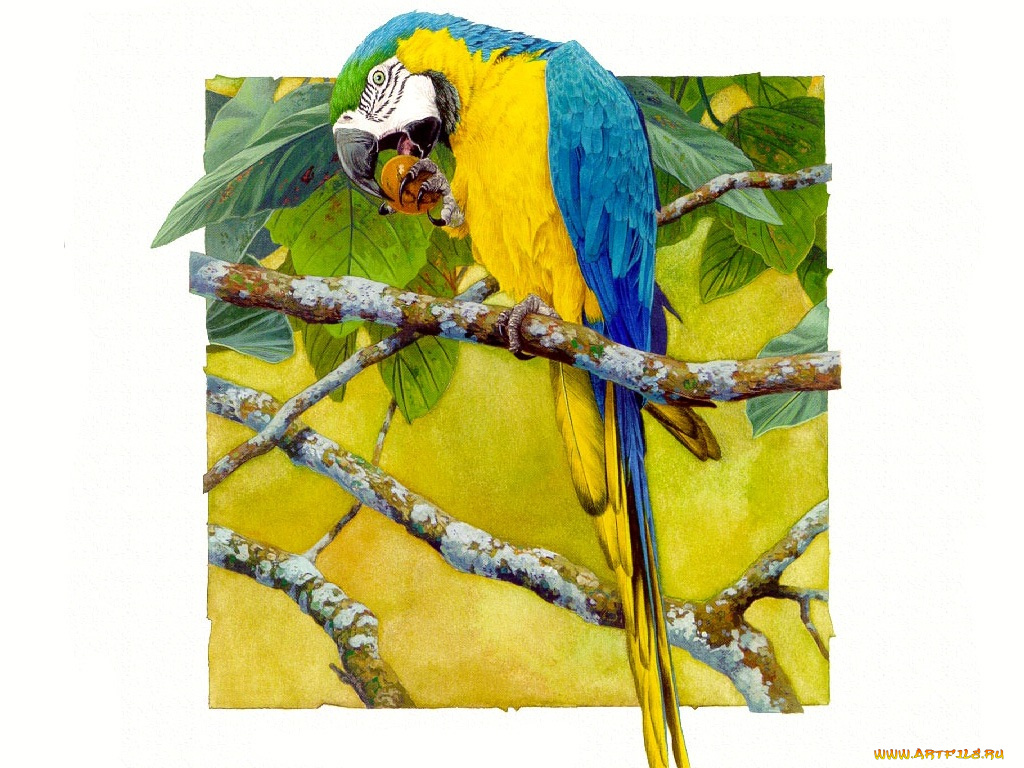 рисованные, животные, птицы, попугаи