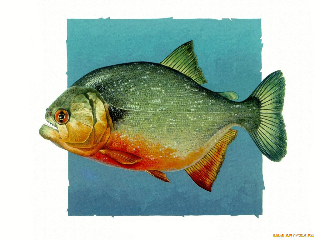 рисованные, животные, рыбы