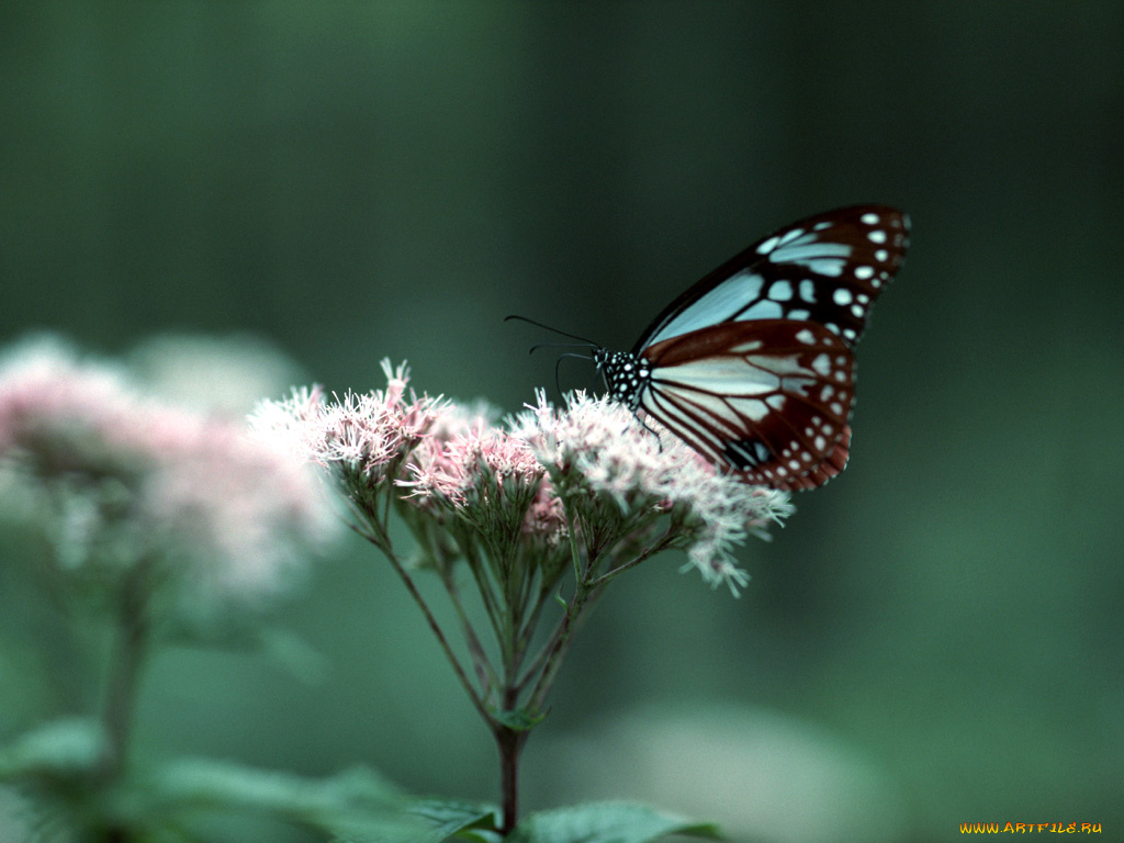 животные, бабочки
