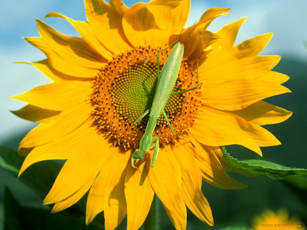 животные, богомолы