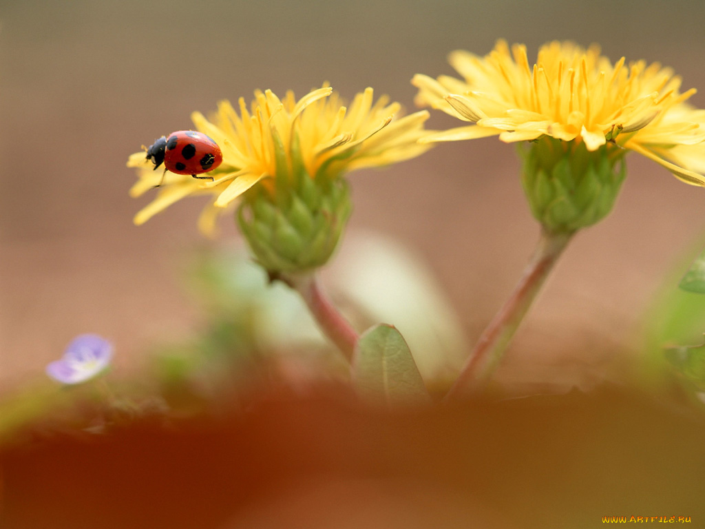 животные, божьи, коровки
