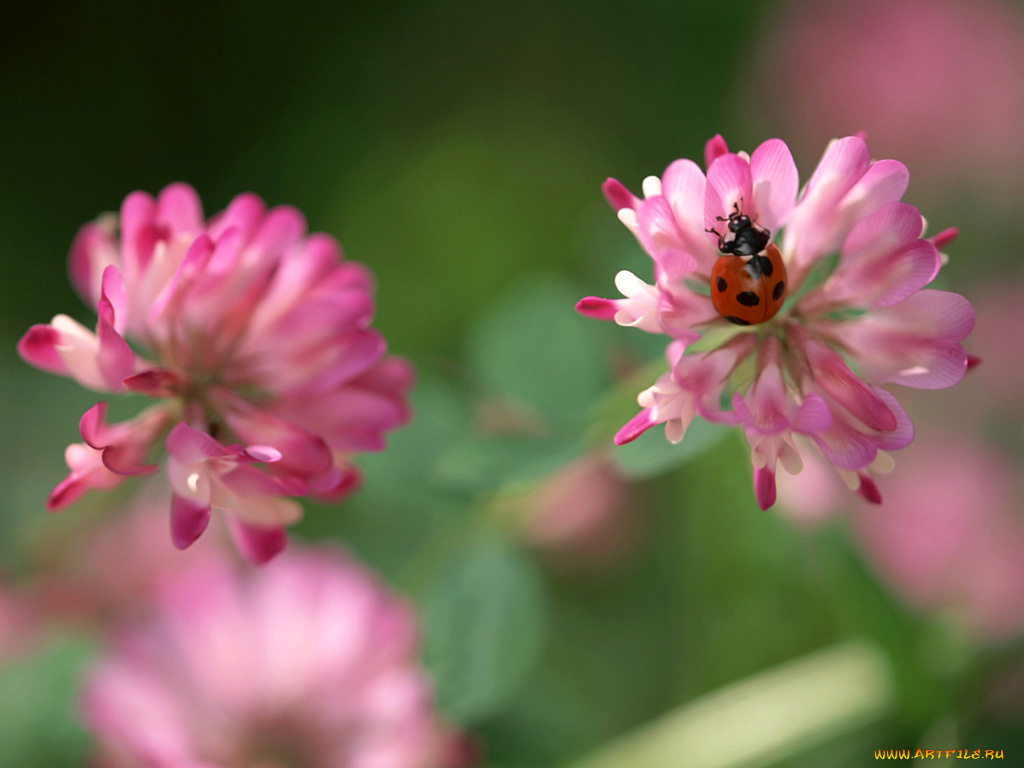 животные, божьи, коровки