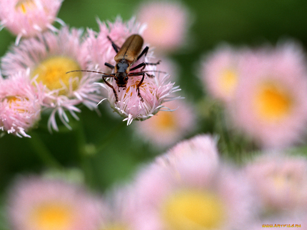 животные, насекомые
