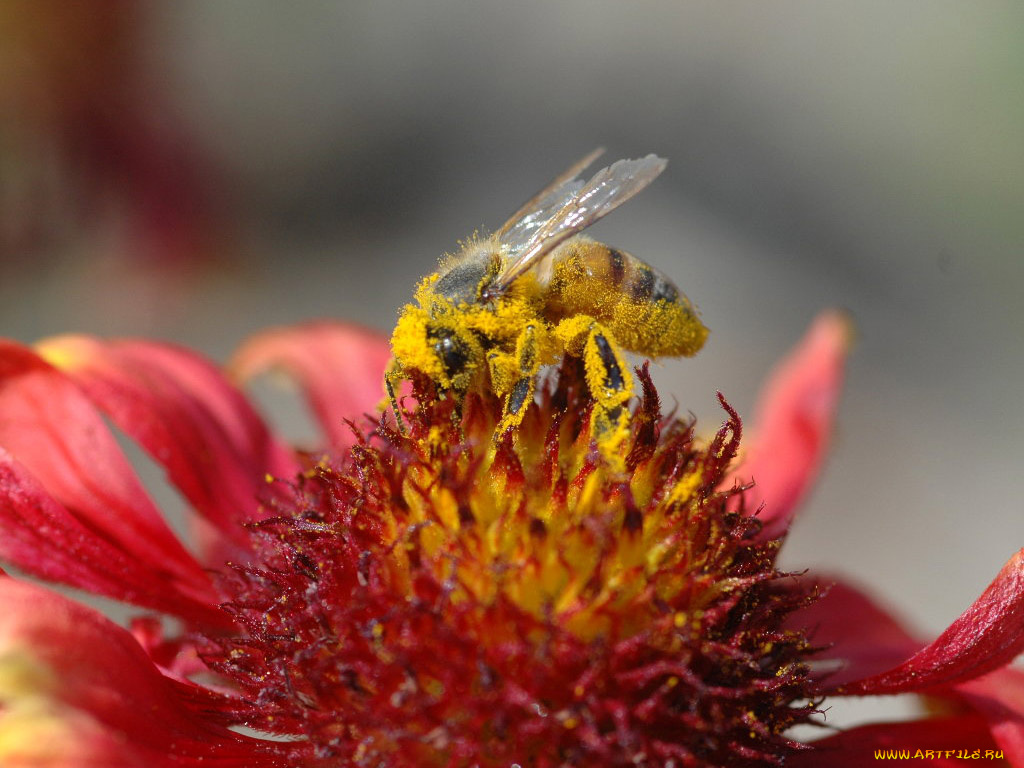 животные, пчелы, осы, шмели