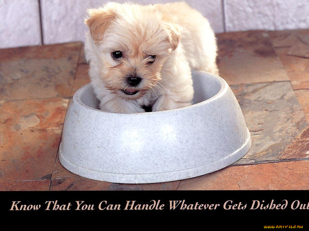 животные, собаки