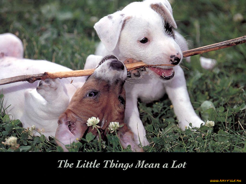 животные, собаки