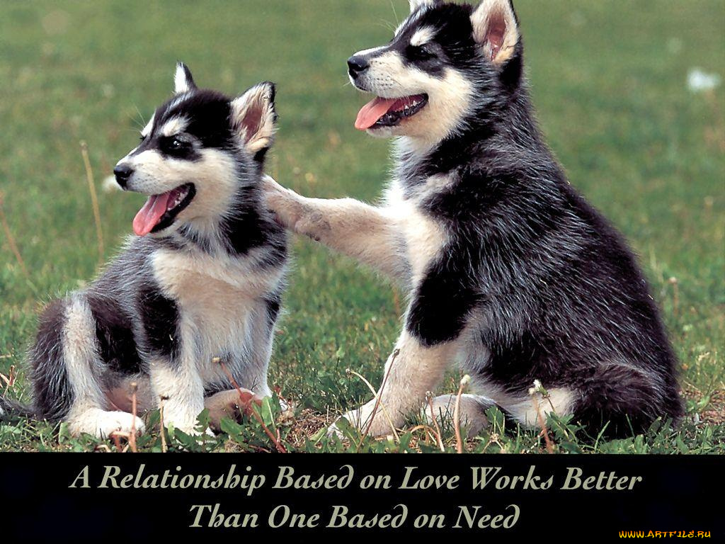 животные, собаки