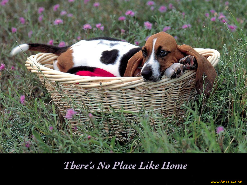 животные, собаки