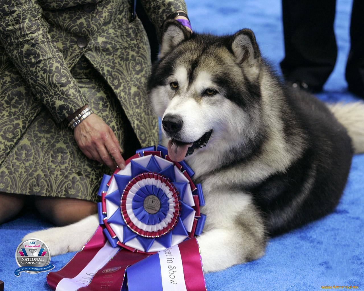 животные, собаки
