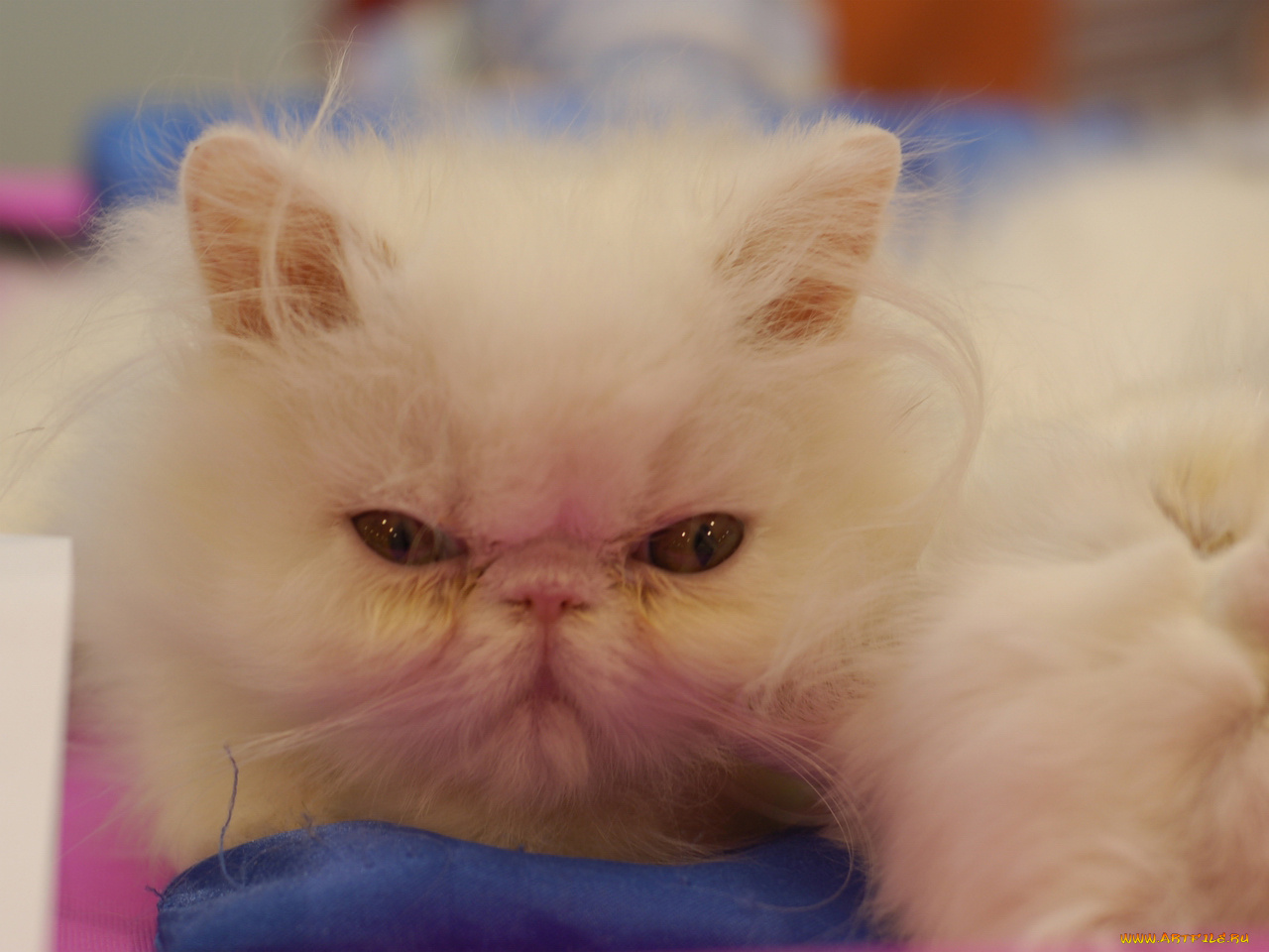 кот, выставки, 10, животные, коты