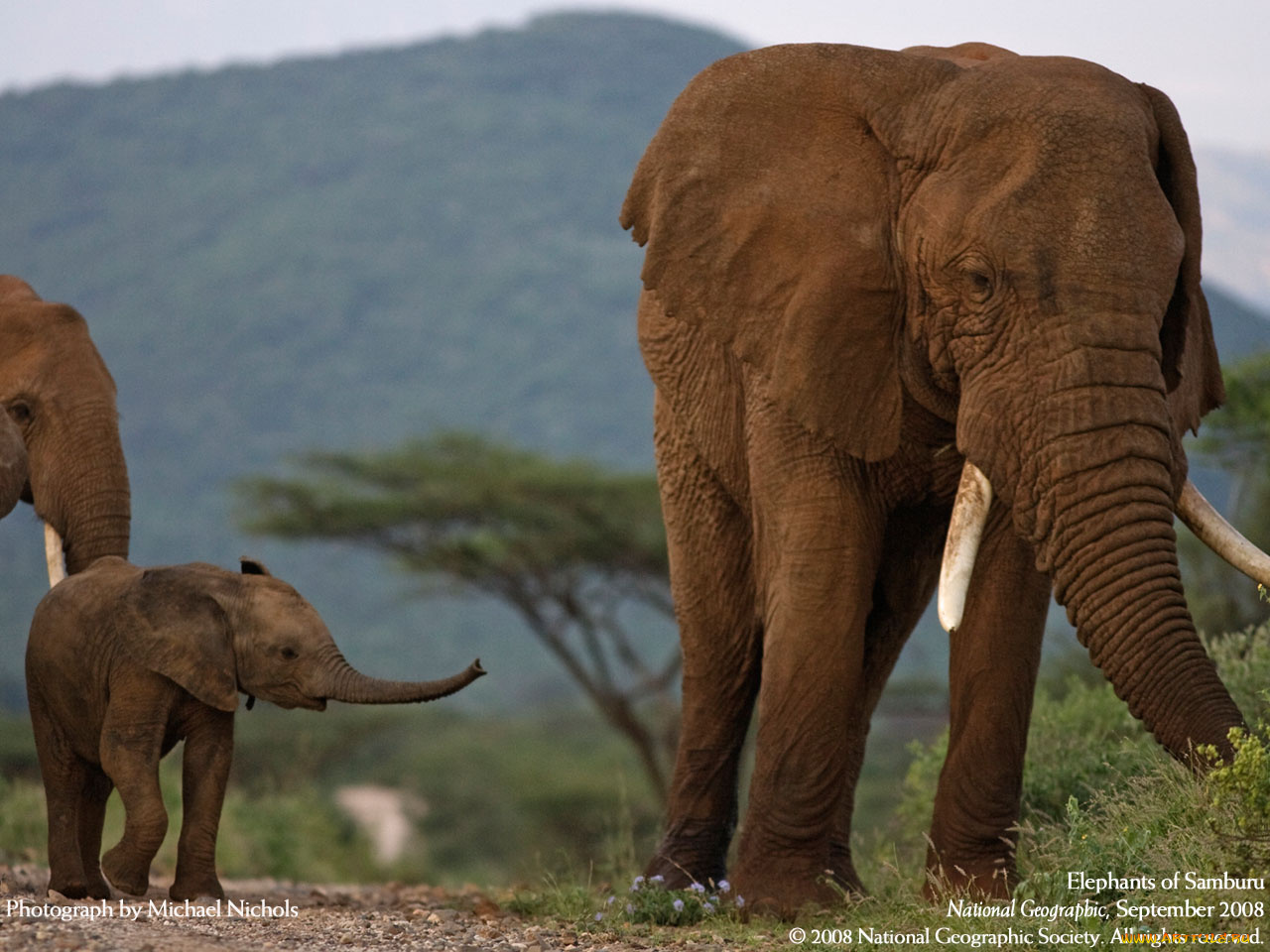 животные, слоны