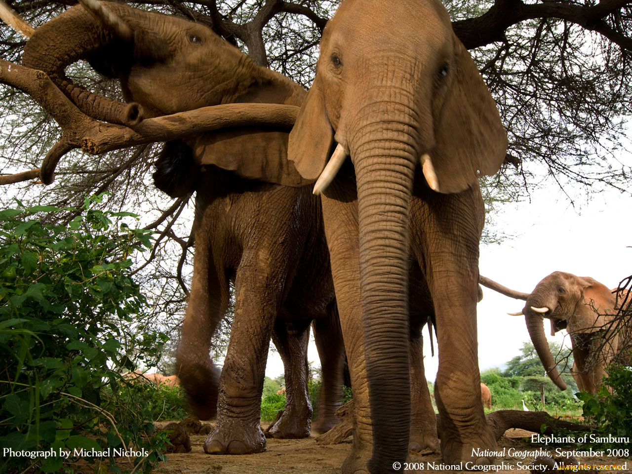 животные, слоны