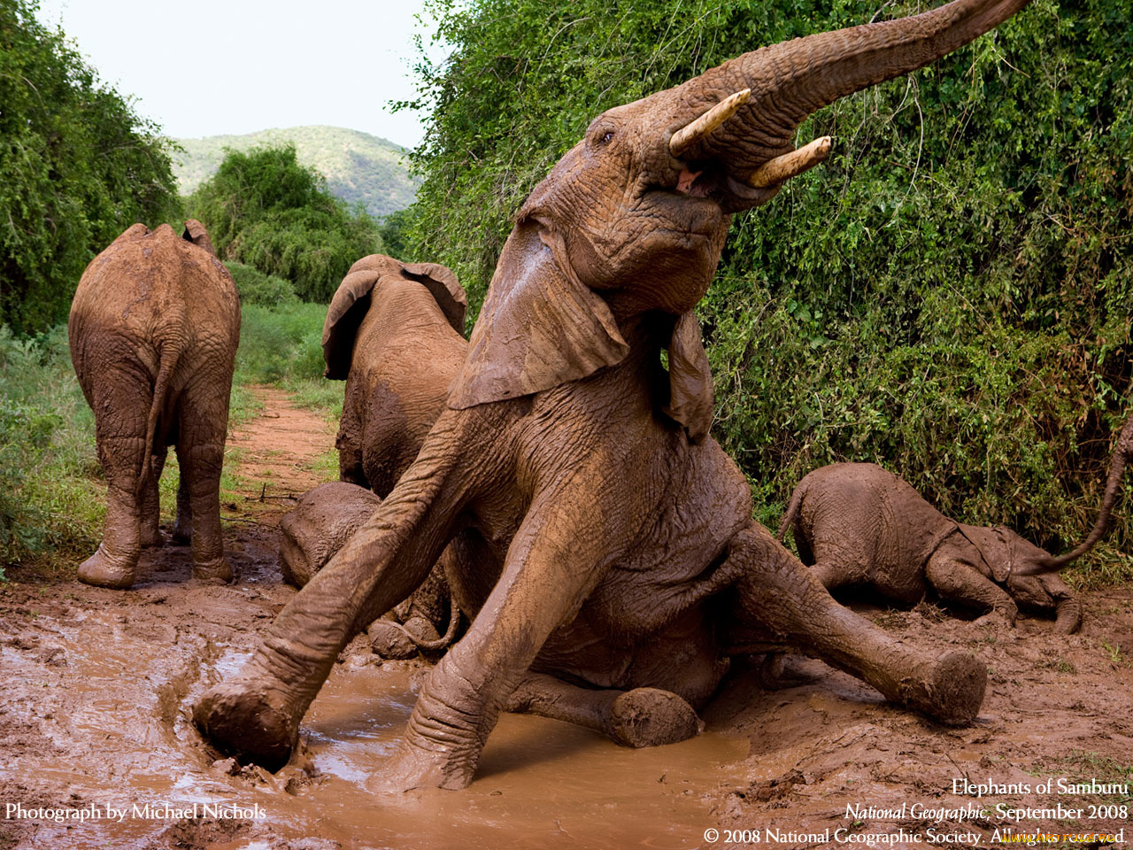 животные, слоны