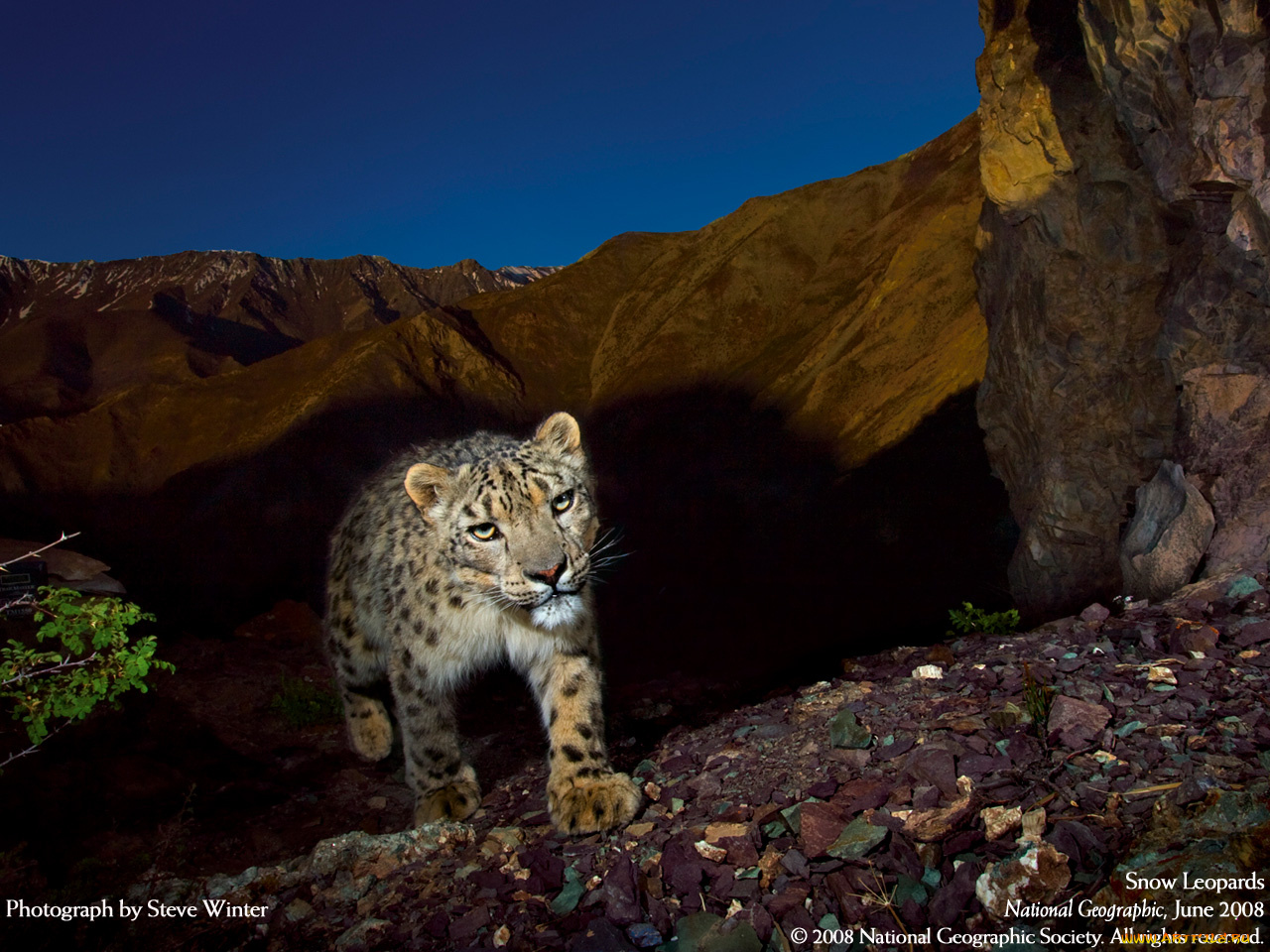 животные, снежный, барс, ирбис