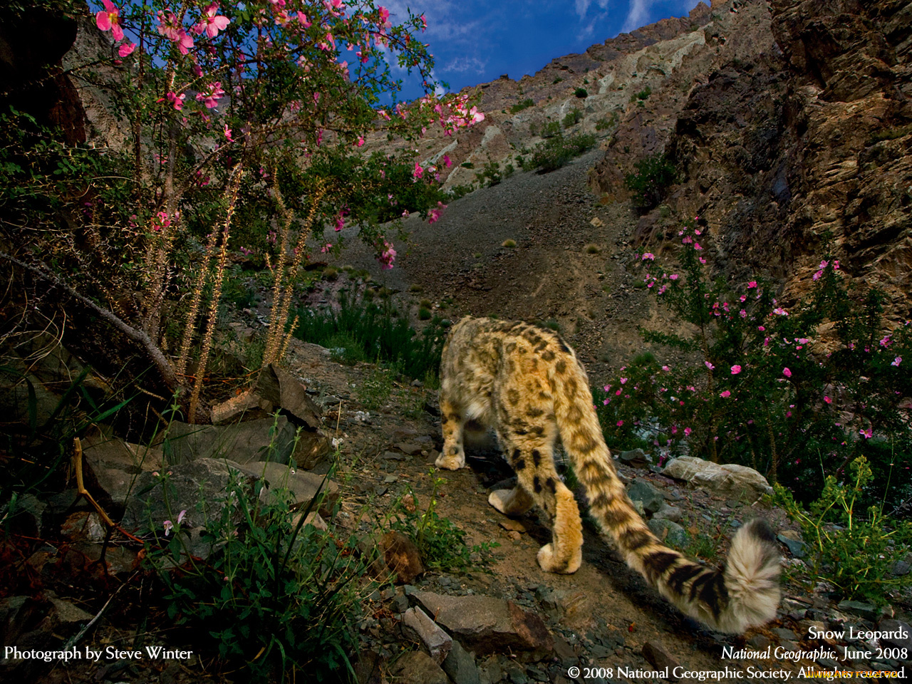 животные, снежный, барс, ирбис