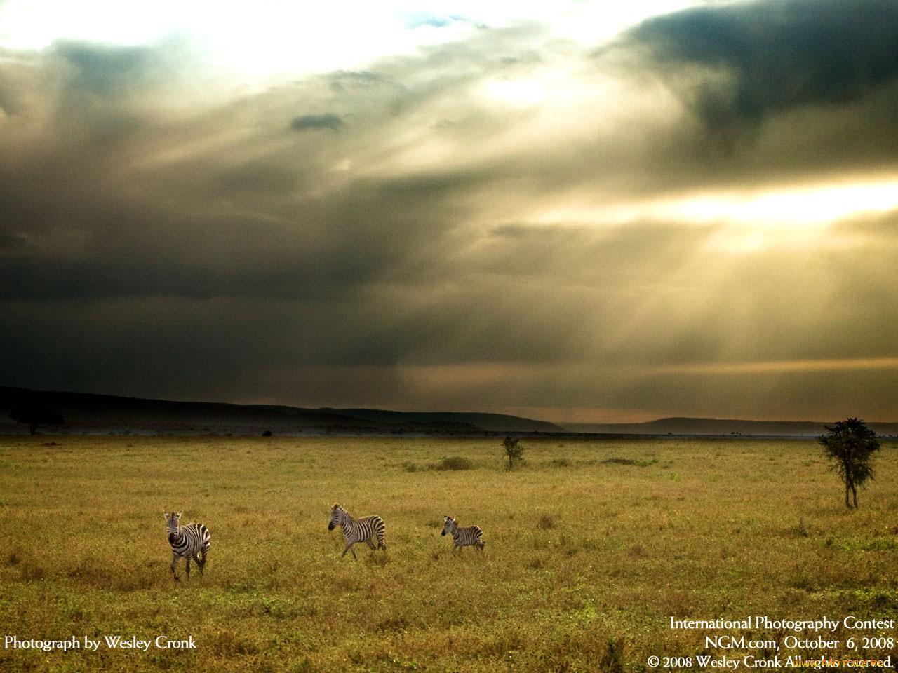 животные, зебры