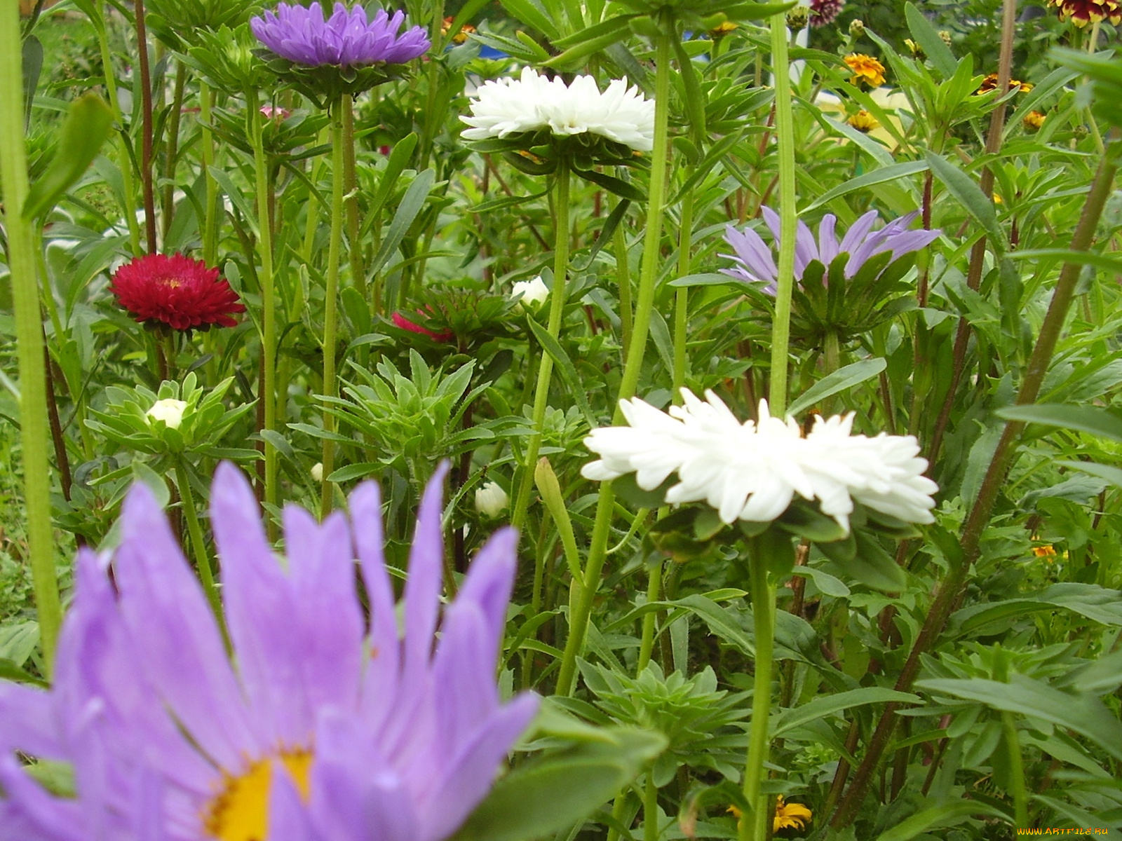 цветы, астры