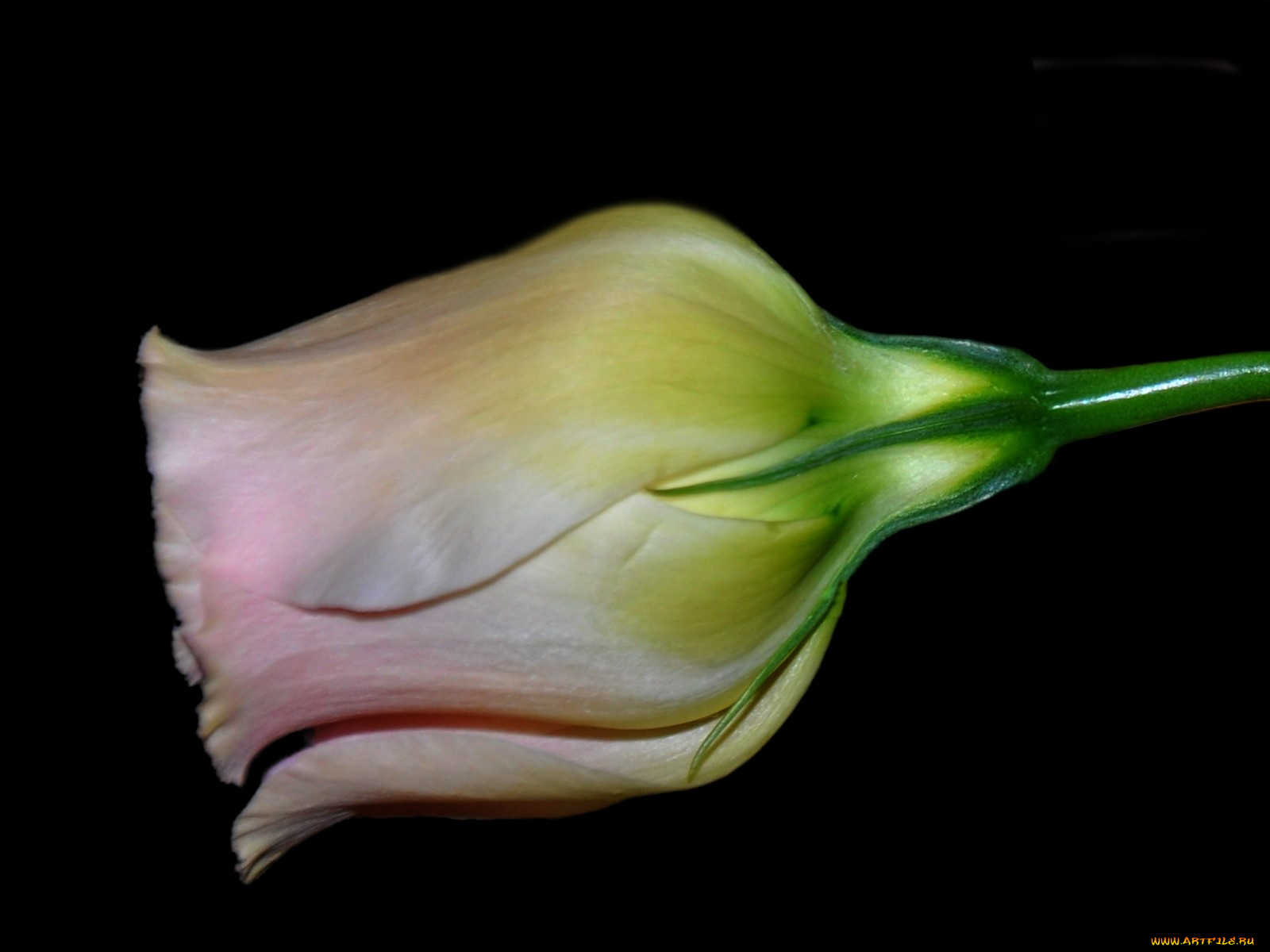 цветы, эустома