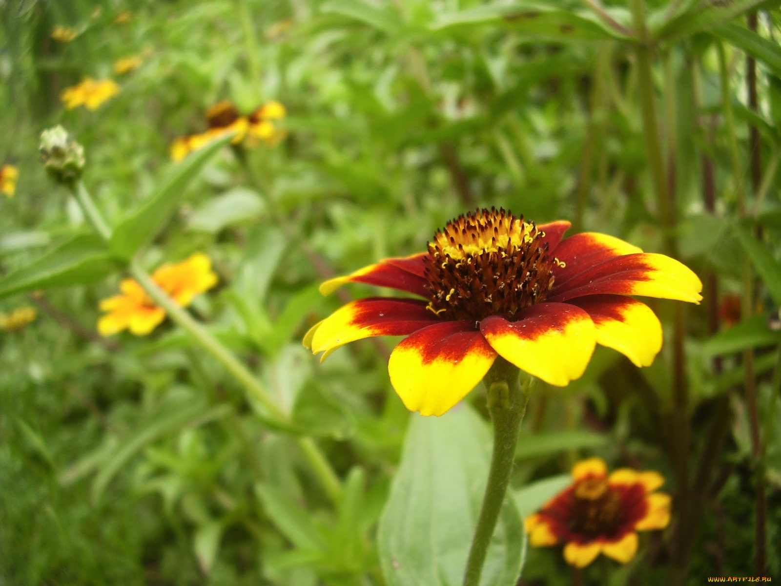 цветы, гайлардии, гелениумы