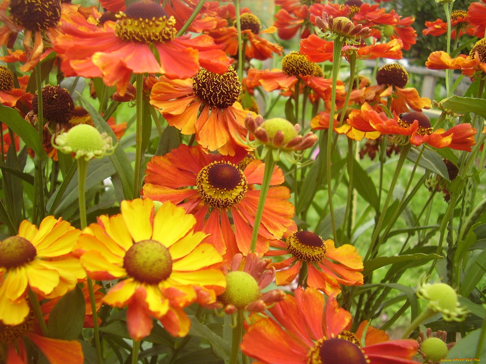 цветы, гайлардии, гелениумы