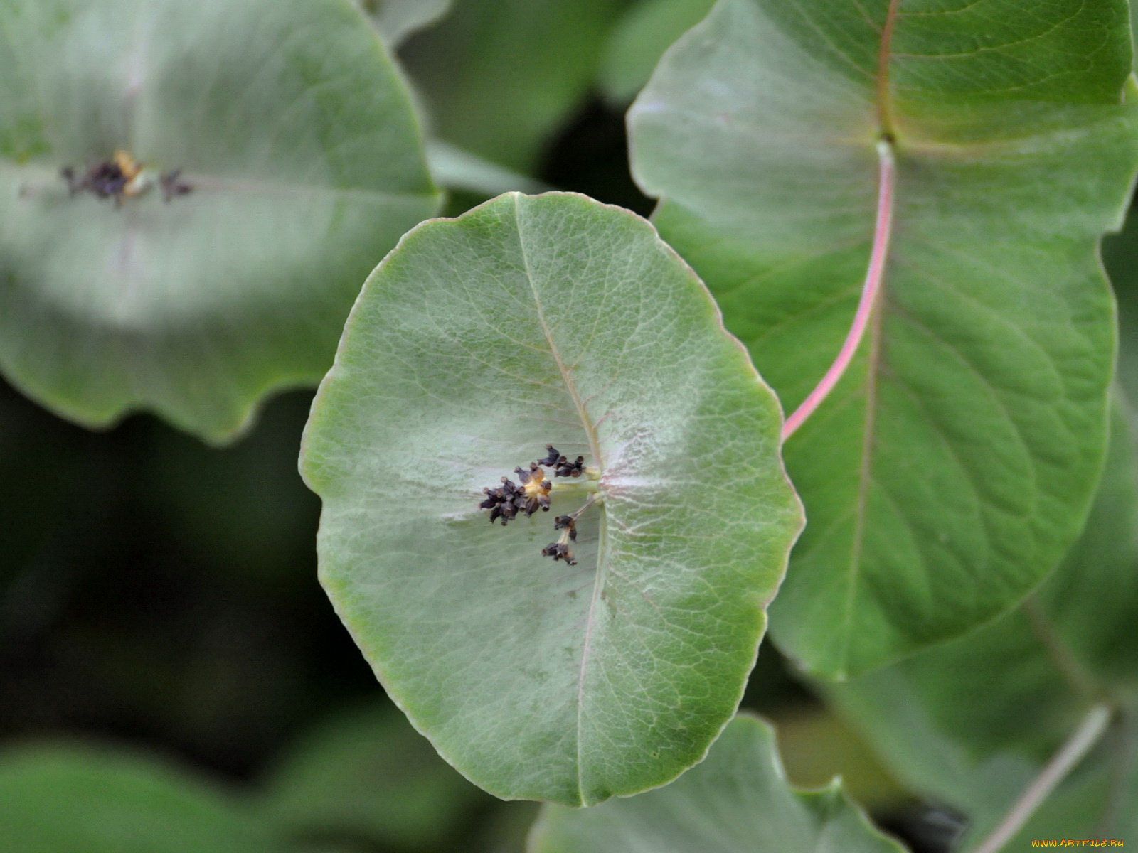 цветы, молочай