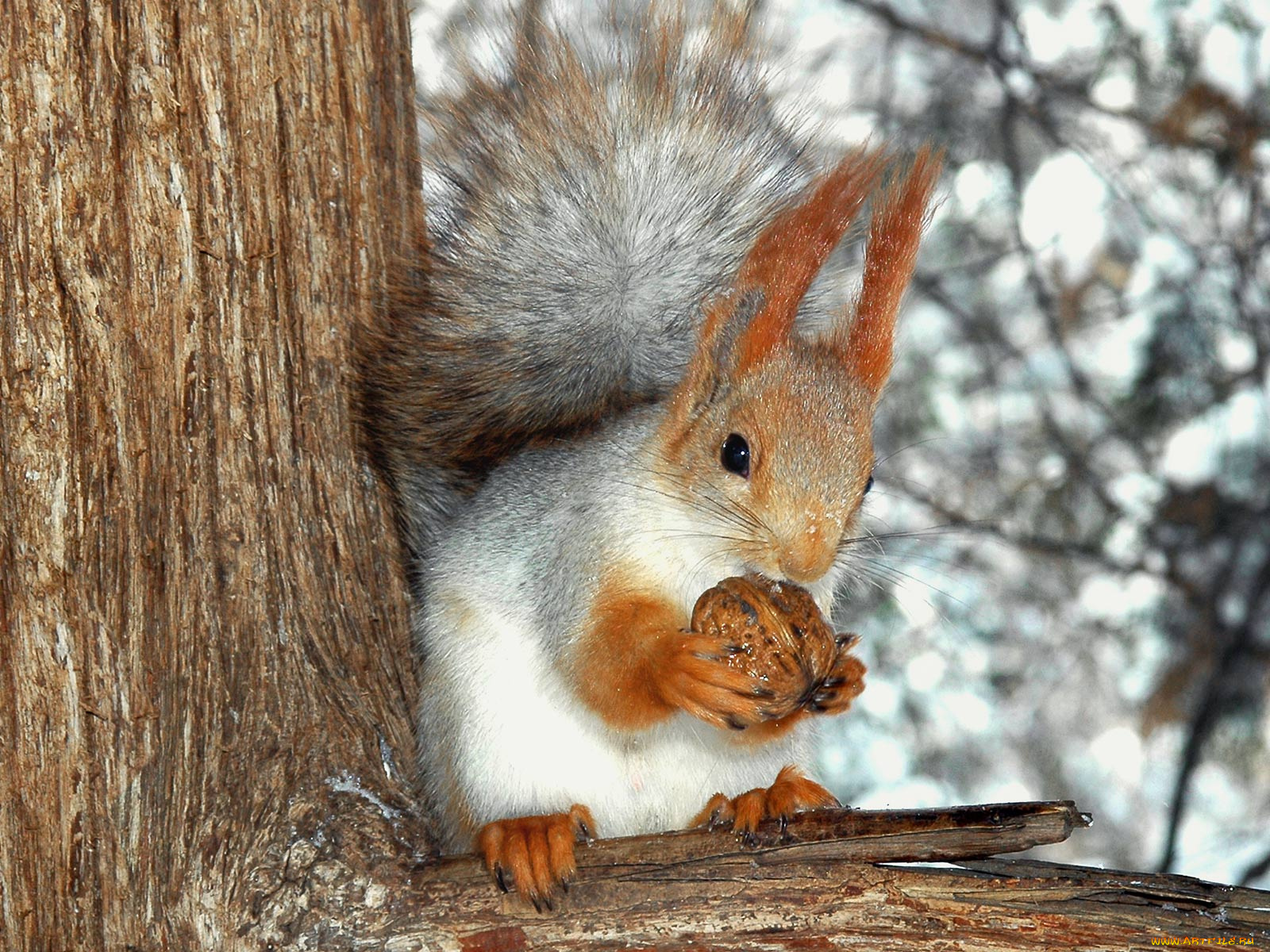 животные, белки