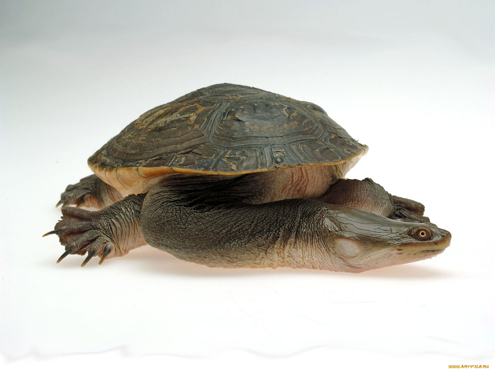 животные, Черепахи