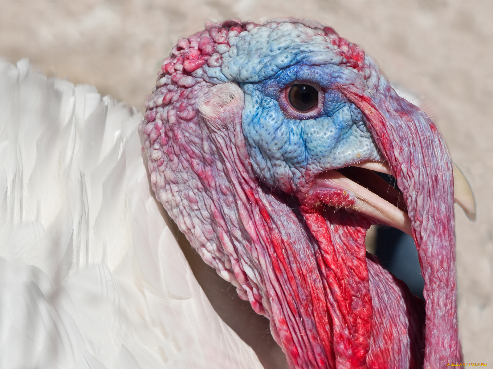 животные, индюки