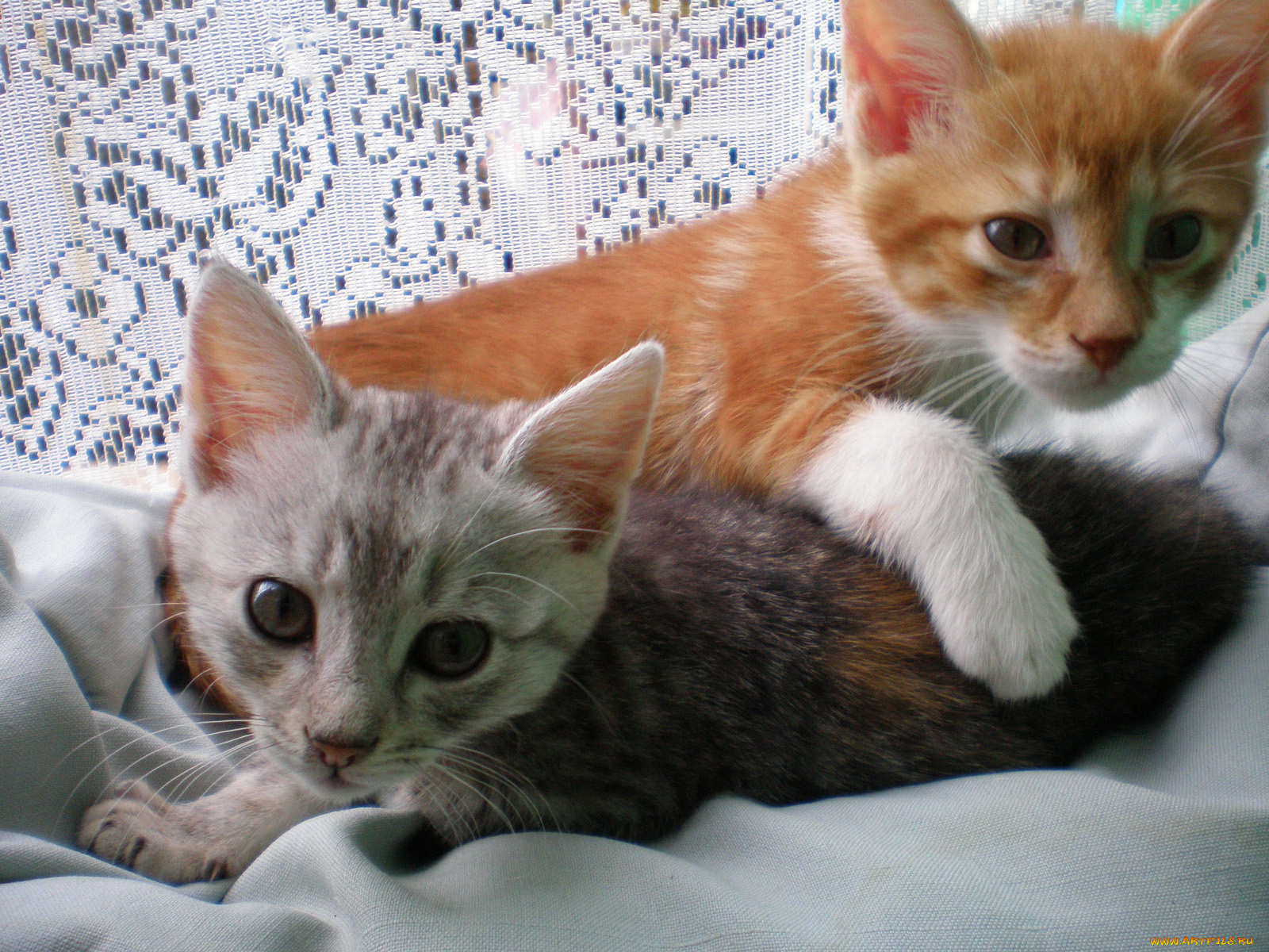 животные, коты