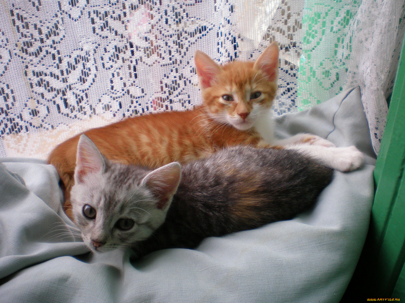 животные, коты