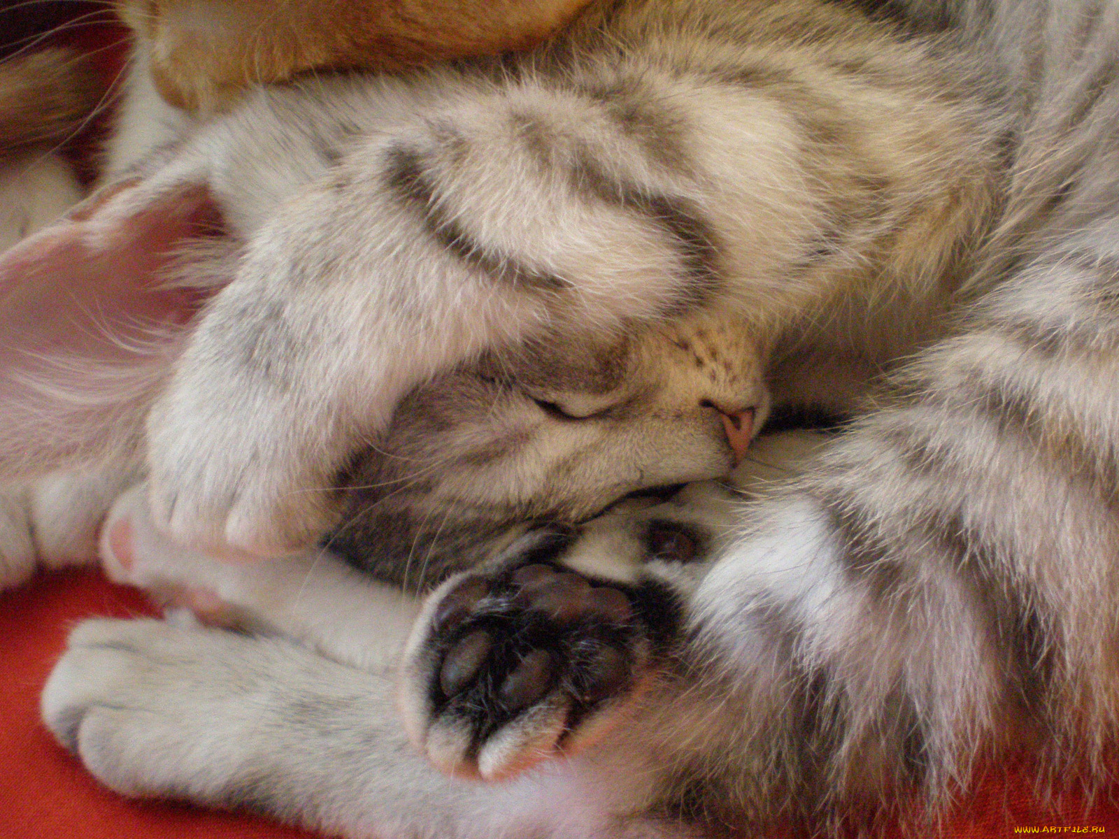 животные, коты