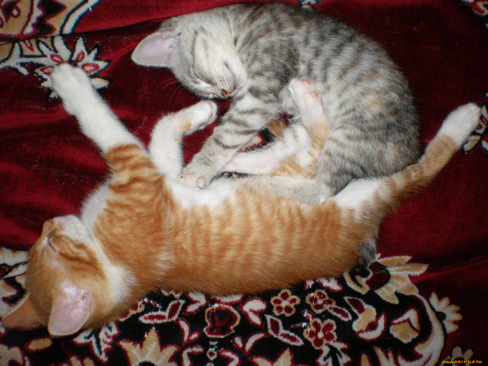 животные, коты