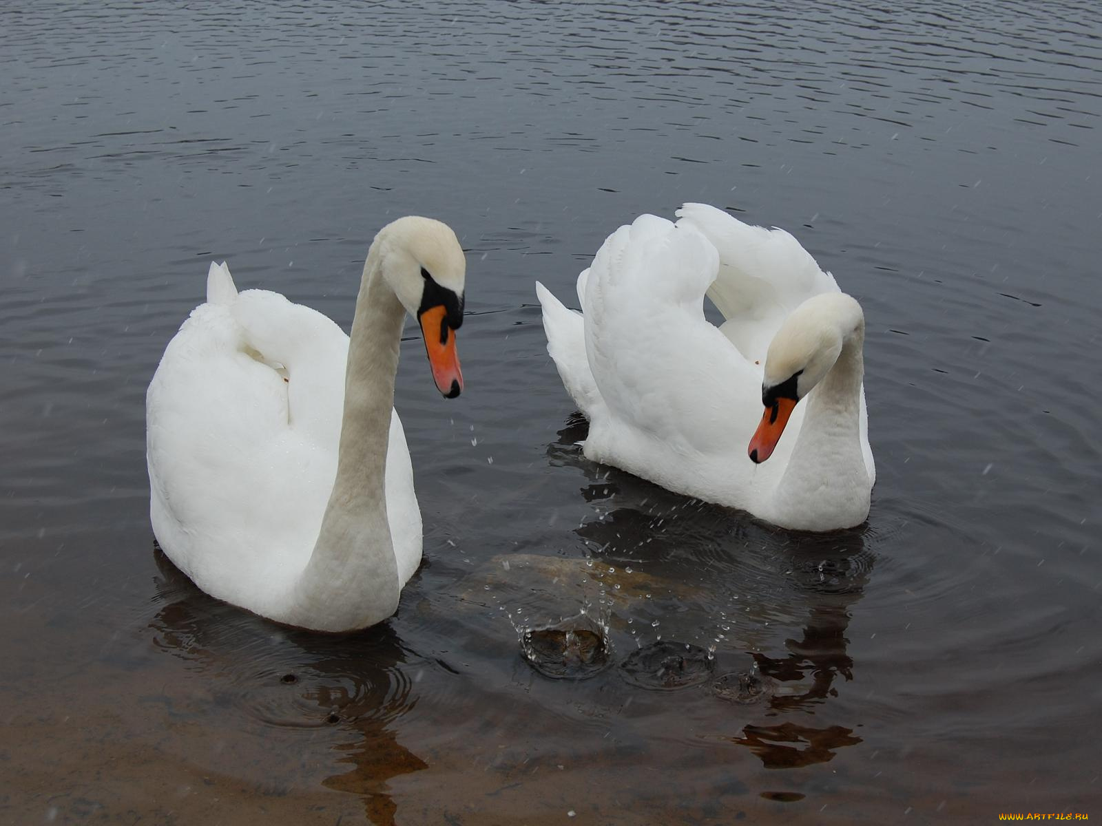 животные, лебеди
