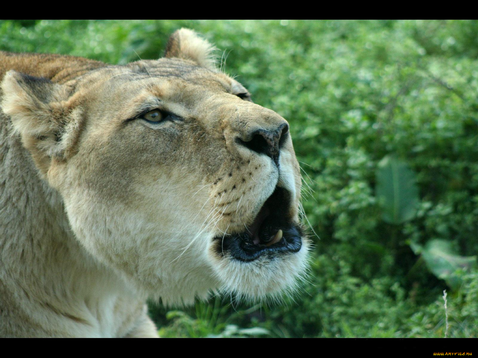 животные, львы