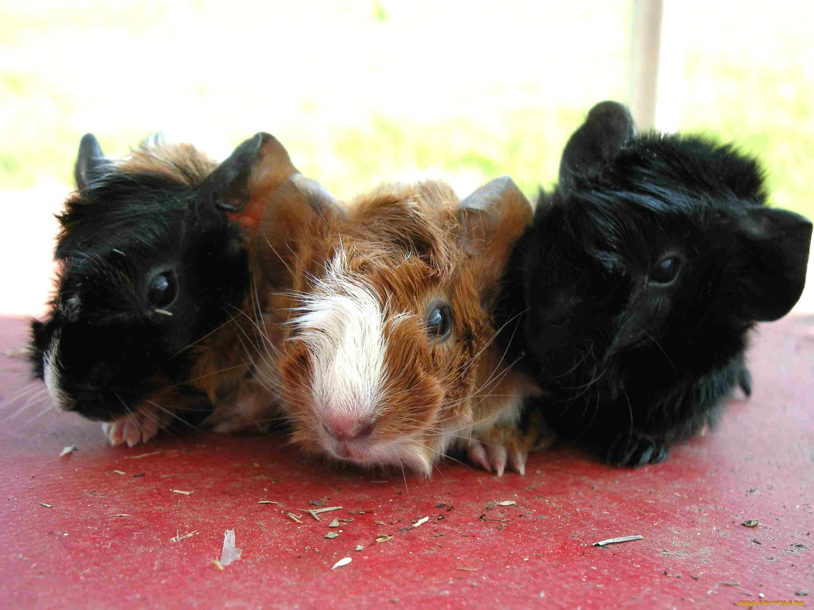 животные, морские, свинки, хомяки