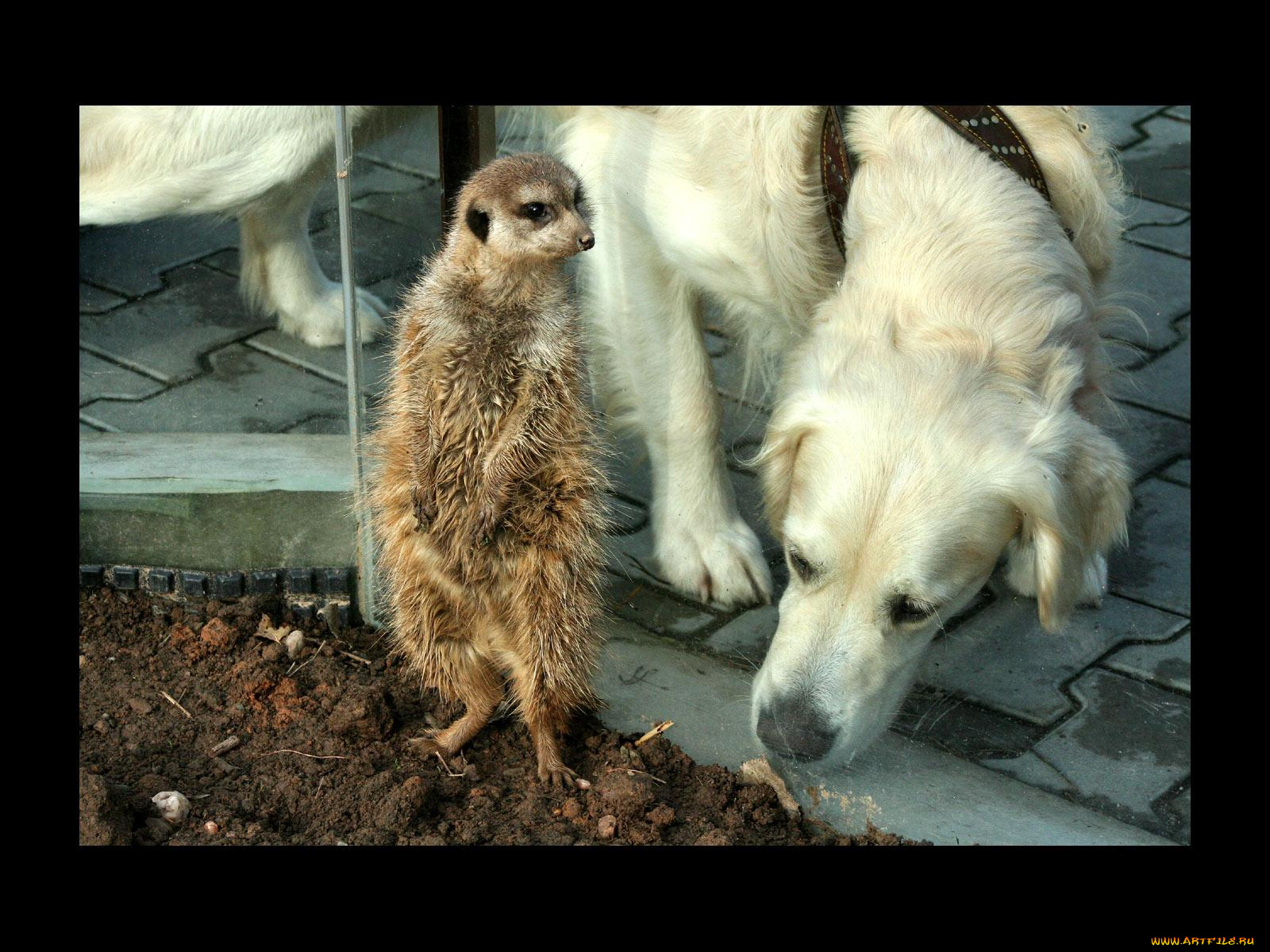 животные, разные, вместе