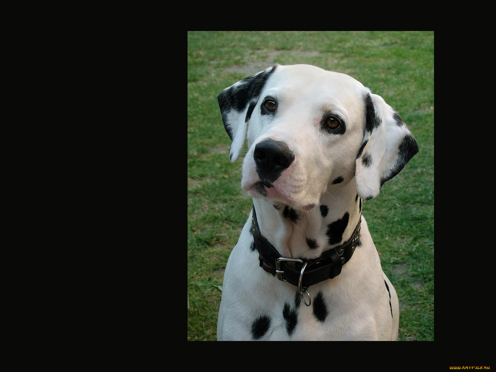 животные, собаки