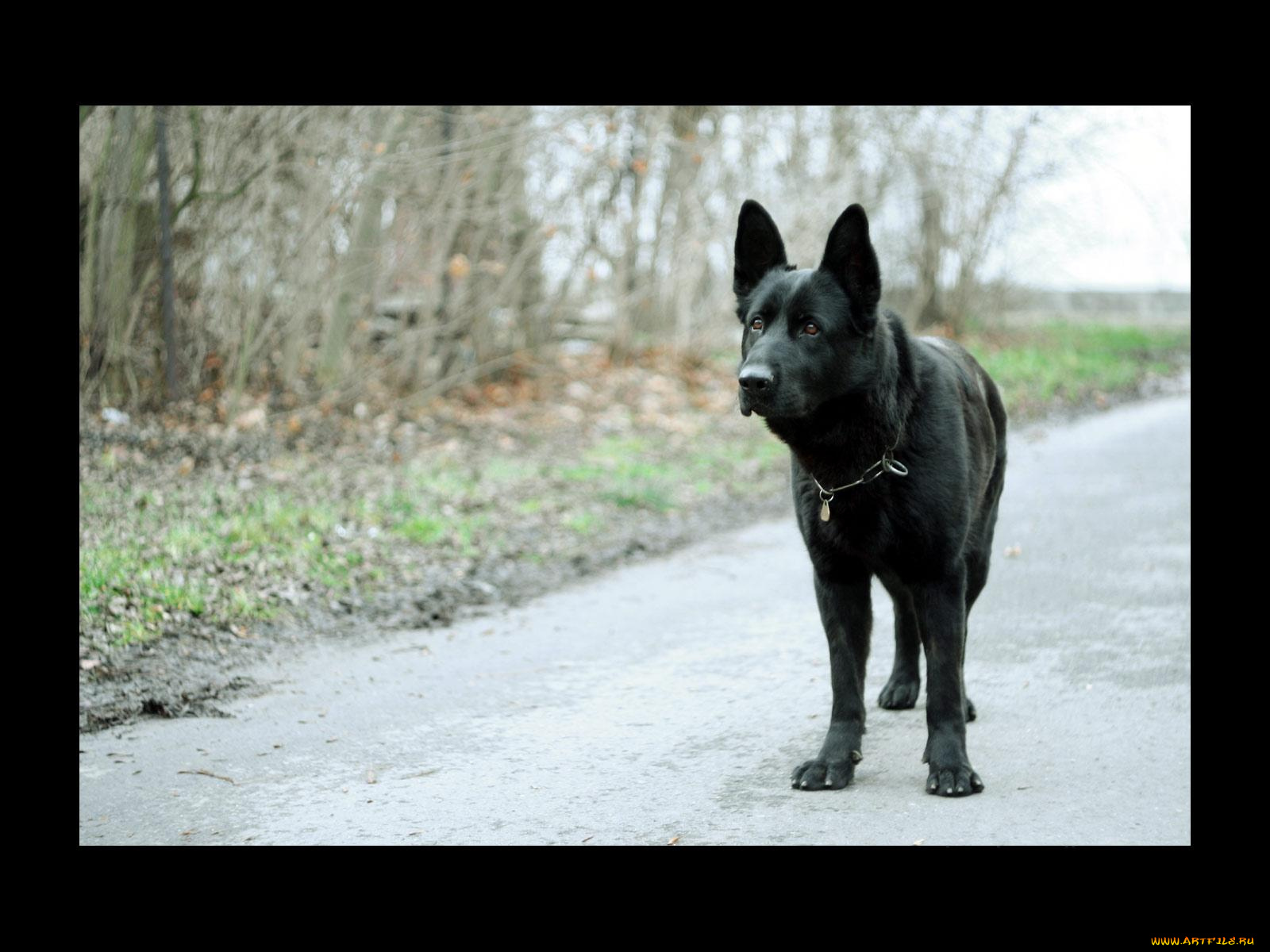 животные, собаки