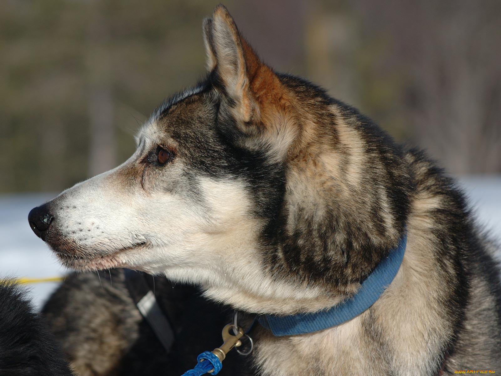 животные, собаки