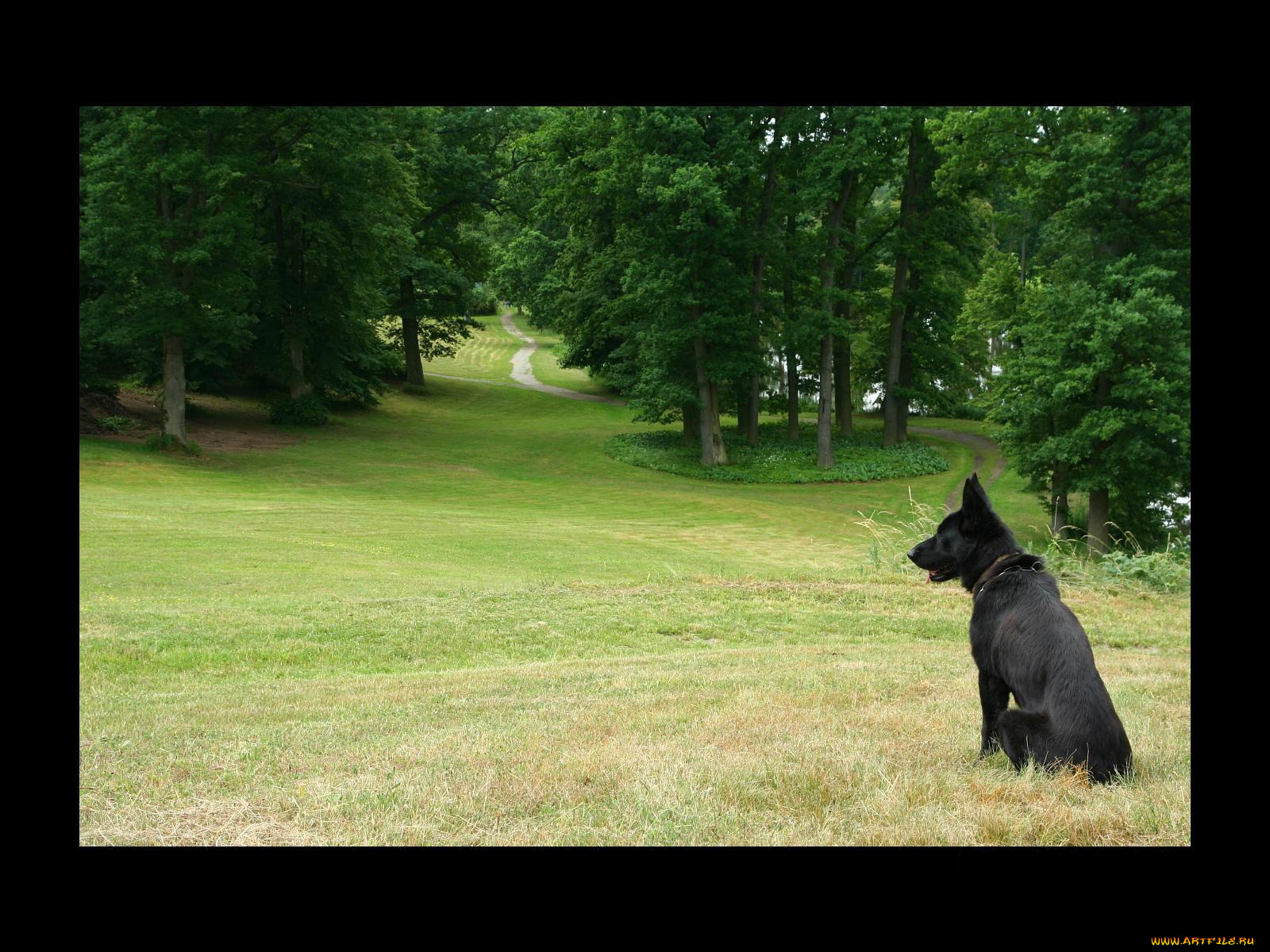 животные, собаки