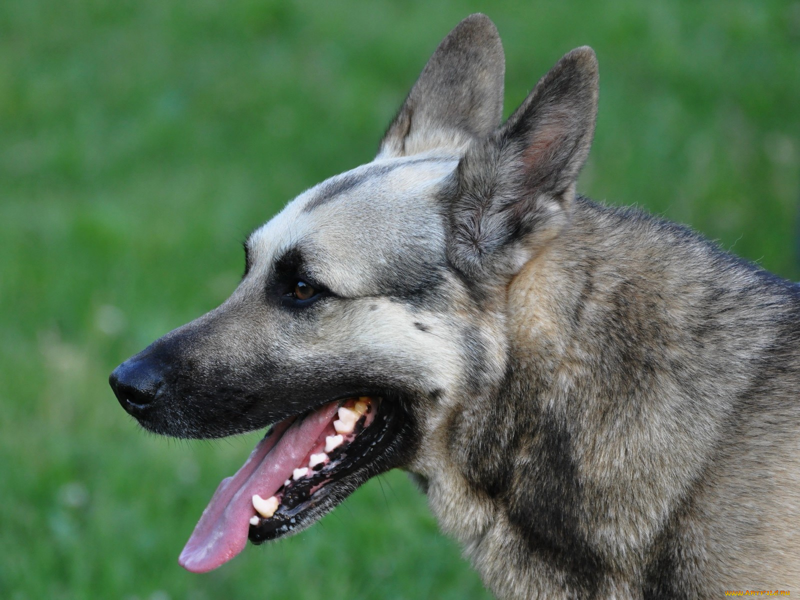 животные, собаки